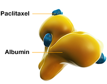 The medicine in ABRAXANE, paclitaxel, is bound to albumin.